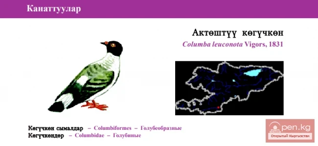 Белогрудый голубь / Актёштуу кёгучкён / Кар кёгүчкөн