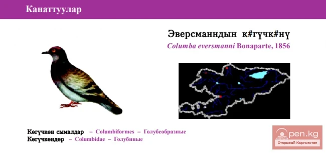 Brown Dove / Eversmann's Dove / Pale-backed Pigeon, Yellow-eyed Pigeon