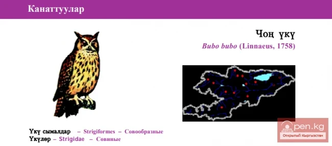 Eurasian Eagle-Owl / Chon Uku / Owl