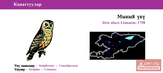 Сары неясыт / Мыкый уку / Tawny Owl
