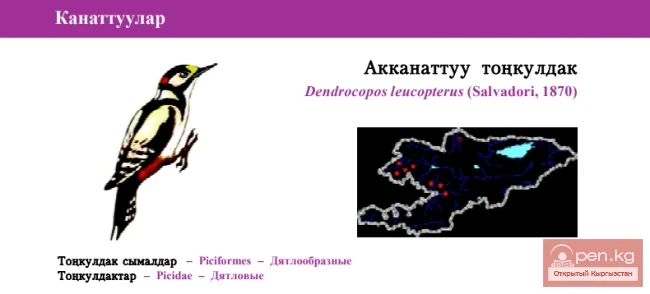 White-winged Woodpecker