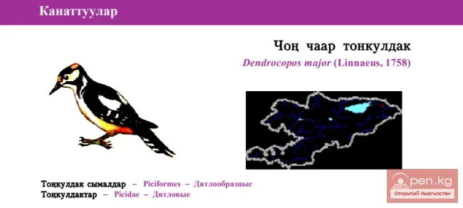 Большой пестрый дятел / Чон чаар тонкулдак / Great Spotted Woodpecker