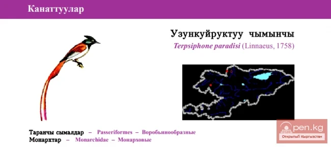 Узункуйруктуу чымынчы / Asian Paradise Flycatcher