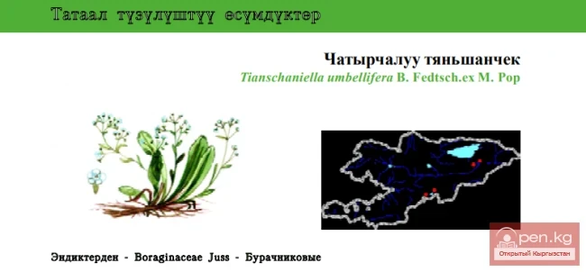 Тяньшаночка зонтиконосная / Чатырчалуу тяньшанчек / Tianschaniella