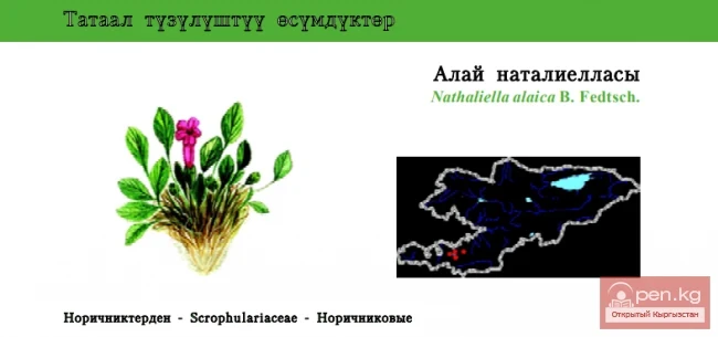 Наталиелла алайская / Алай наталиелласы / Nathaliella