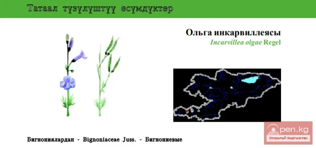 Инкарвиллея Ольги / Ольга инкарвиллеясы / Ольганын кытайча трумпет-крипери