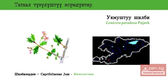 Жимолость парадоксалдуу / Укмуштуу шилби / Paradoxical Honeysuckle