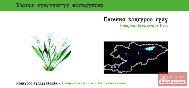 Евгения конгуроо гулу / Колокольчик Евгении / Eugenia’s Bell-flower