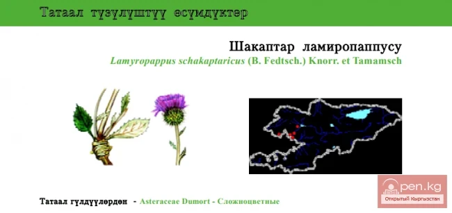 Lamyropappus / Шакаптар ламиропаппусу / Lamyropappus