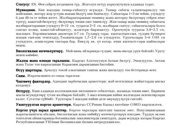 Aulie-Ata Stemmacantha Centaury / Большеголовник аулиеатинский / Олуяата рапонтикуму