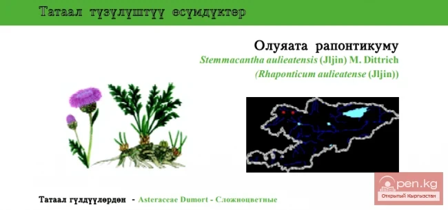 Aulie-Ata Stemmacantha Centaury / Aulie-Ata Stemmacantha / Aulie-Ata Centaury