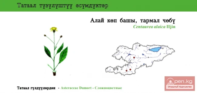 Василек алаискии / Алай кёп башы, тармал чёбу / Alai Centaury