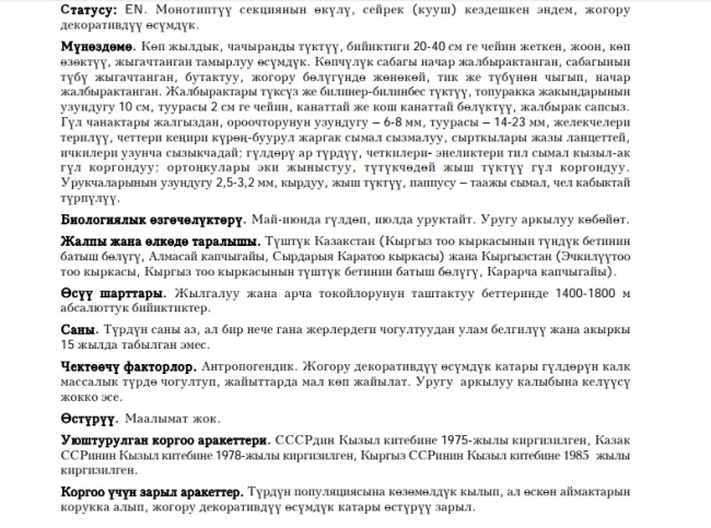 Hairy Flowering Plant Aulie-Ata / Oluyata Trichanthemis / Aulie-Ata Pseudoglossanthis Centaury