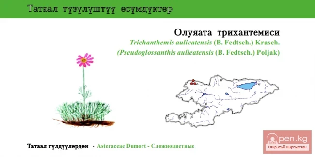 Волосистоцветочник аулиеатинский / Олуяата трихантемиси / Aulie-Ata Pseudoglossanthis Centaury