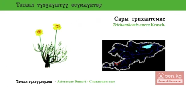 Hairy Flowering Golden / Yellow Trichanthemis / Golden Trichanthemis Centaury