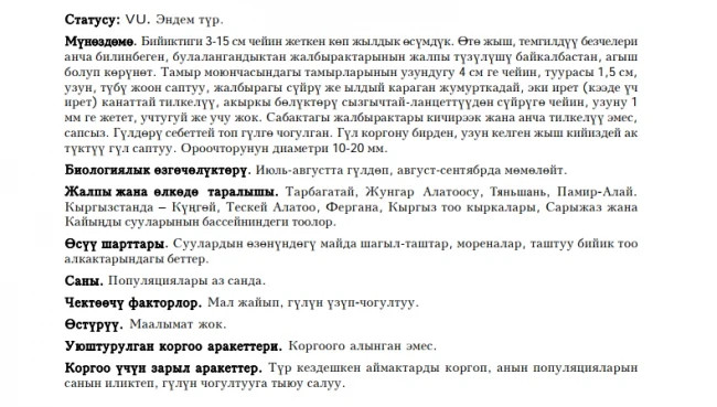 Edelweiss-like Pyrethrum / Поповник (ромашник) эдельвейсовидный / Ак мандайдай пиретрум