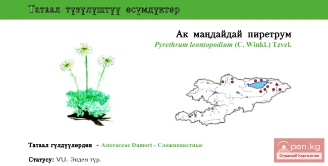 Поповник (ромашник) эдельвейсовидный / Ак мандайдай пиретрум / Edelweiss сымал Пиретрум