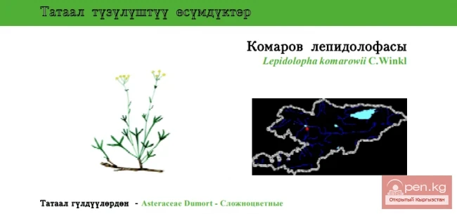 Lepidolopha Komarov / Komarov's Lepidolopha