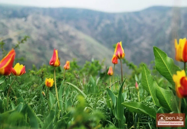 Кыргызстандын «Кызыл китебинен» (1985) чыгарылган жогорку өсүмдүктөрдүн түрлөрү