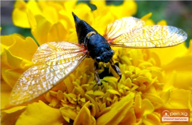 Кыргызстандын Кызыл китебинен чыгарылган жәндиктердин түрлөрү