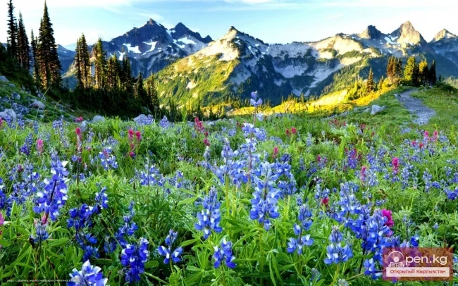 Wealth and Diversity of the Flora of Kyrgyzstan
