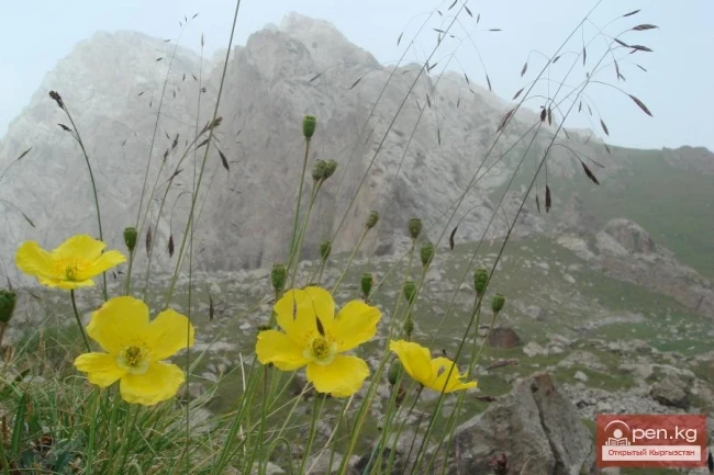 Analysis of the Flora of Kyrgyzstan