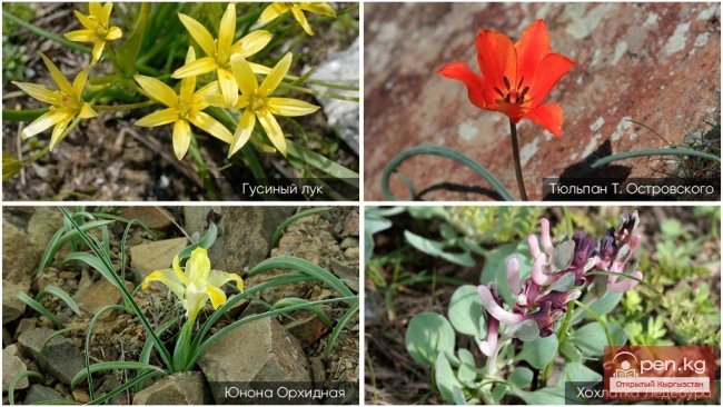Natural Useful Flora of Kyrgyzstan