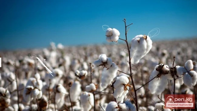 Музыкальная премьера фильма А. Владычука «Белое золото»