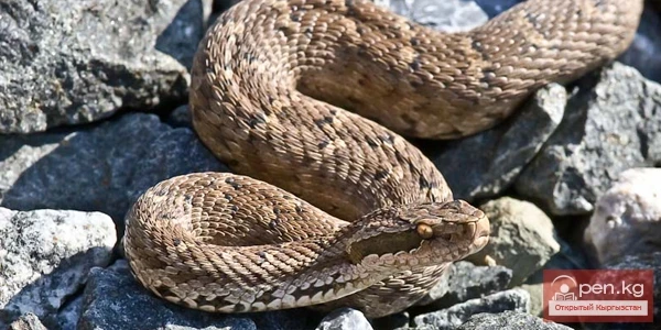 Человек и природа в устном народном творчестве