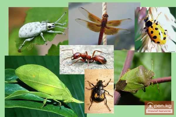 Воспитанные кыргызов с малых лет в духе бережного отношения к природе