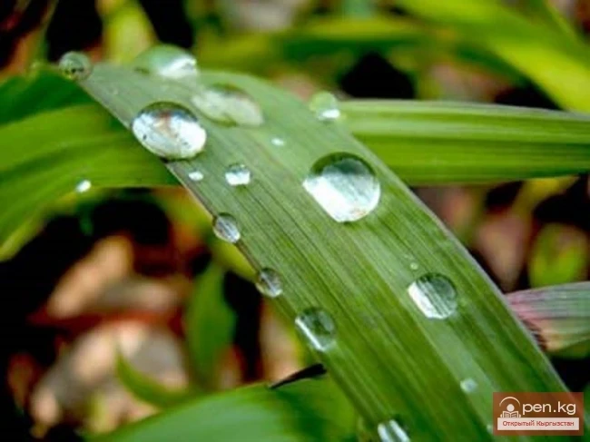 Essepchi Nasyr Ake - Weather Predictor from Alai