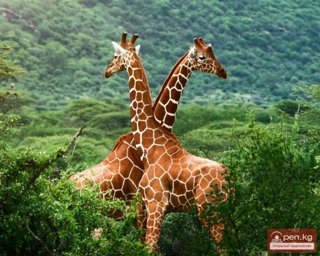 Republic of Zimbabwe