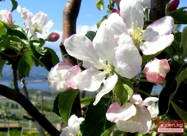 City Greening Project "Plant a Tree. Live! Bloom! Rejoice!"