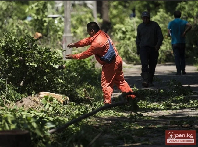 Since 2013, 11,876 trees have been cut down in Bishkek.