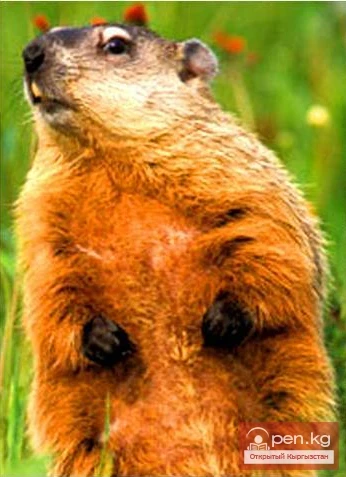 Besh-Aral State Reserve