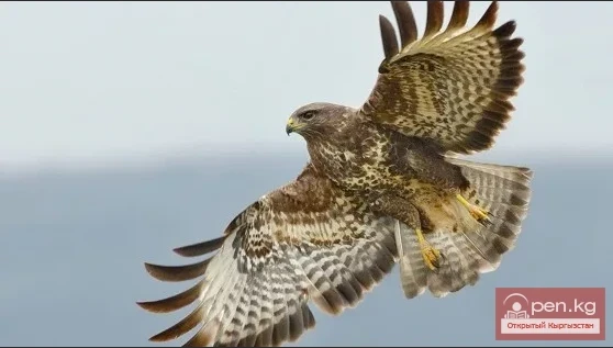 Besh-Aral State Reserve