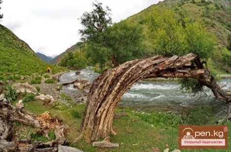 Кулунатин мамлекеттик коруусу