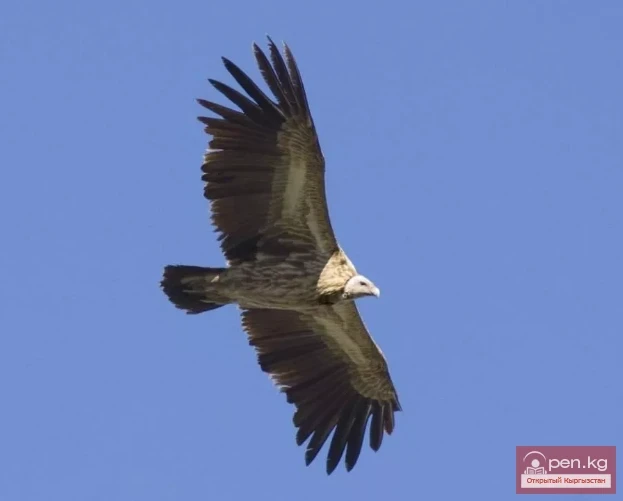 Сарычат-Эрташ мамлекеттик коругу