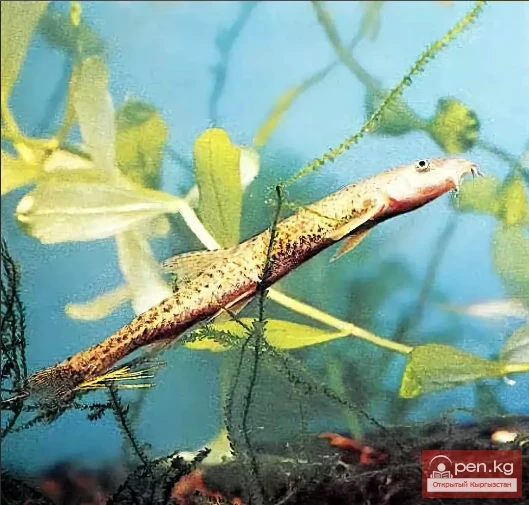 Сарычат-Эрташ мамлекеттик коругу