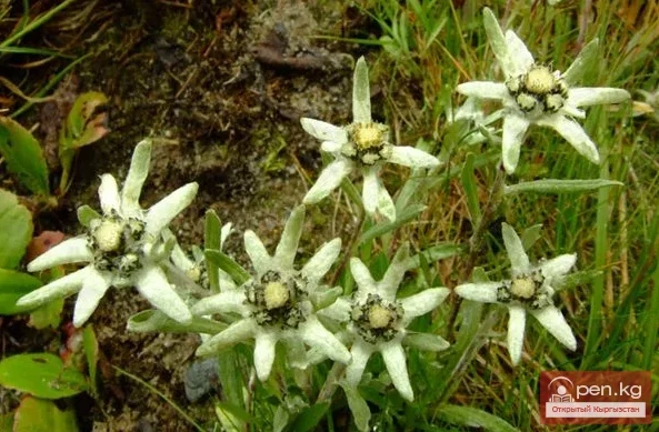 Мамлекеттик табигый улуттук парк «Салкын-Тор»