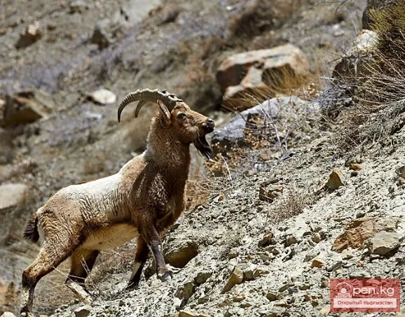 Мамлекеттик табигый улуттук парк «Салкын-Тор»