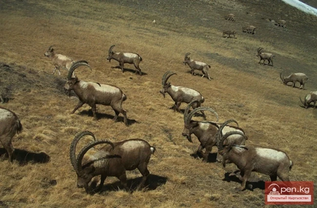 Ысык-Көл мамлекеттик коругу