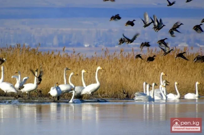 Ысык-Көл мамлекеттик коругу