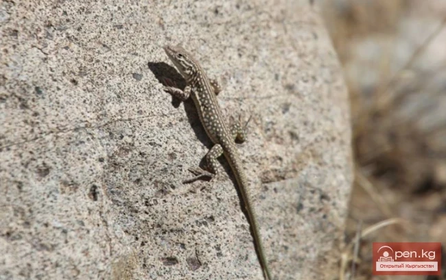 Besh-Aral State Reserve