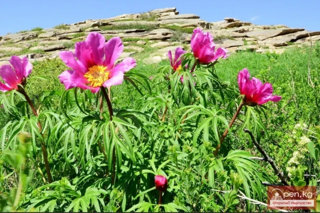 Besh-Aral State Reserve