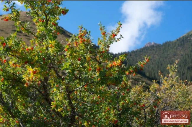 Каратал-Жапырык мамлекеттик коругу