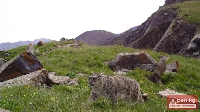 Каратал-Жапырык мамлекеттик коругу