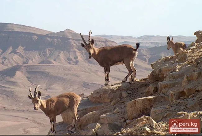 Каратал-Жапырык мамлекеттик коругу