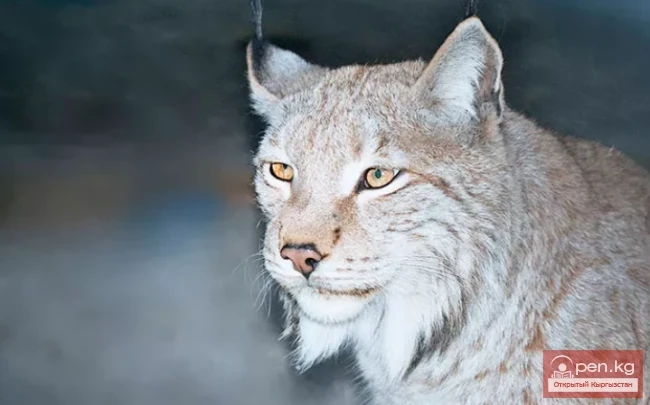 Сурматаш муниципалдык заповедниги