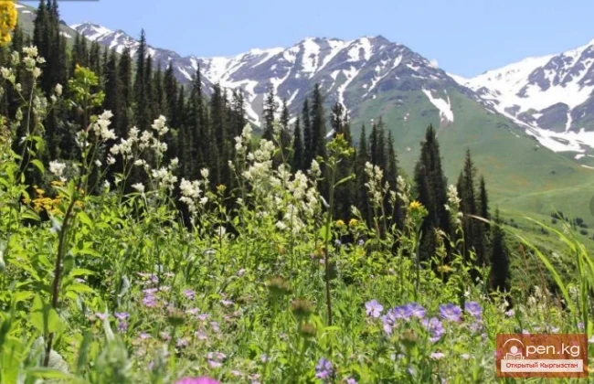 Табигый парк «Кара-Шоро»